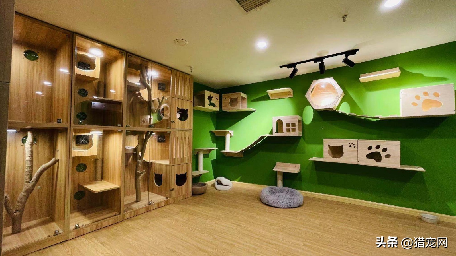 Shanghai Jiading High end Pet Store Transfer INEWS shanghai-jiading-high-end-pet-store-transfer-inews