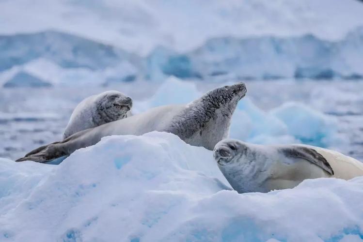 Why do seals choose to rest on glaciers? iMedia