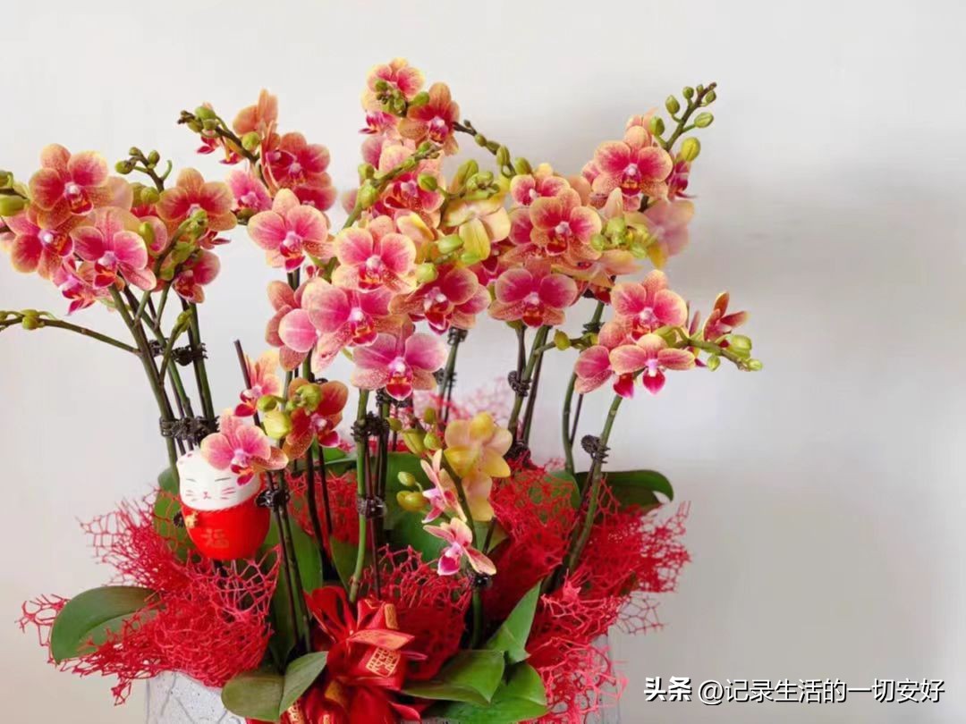 If you want Phalaenopsis to bloom continuously and have large and