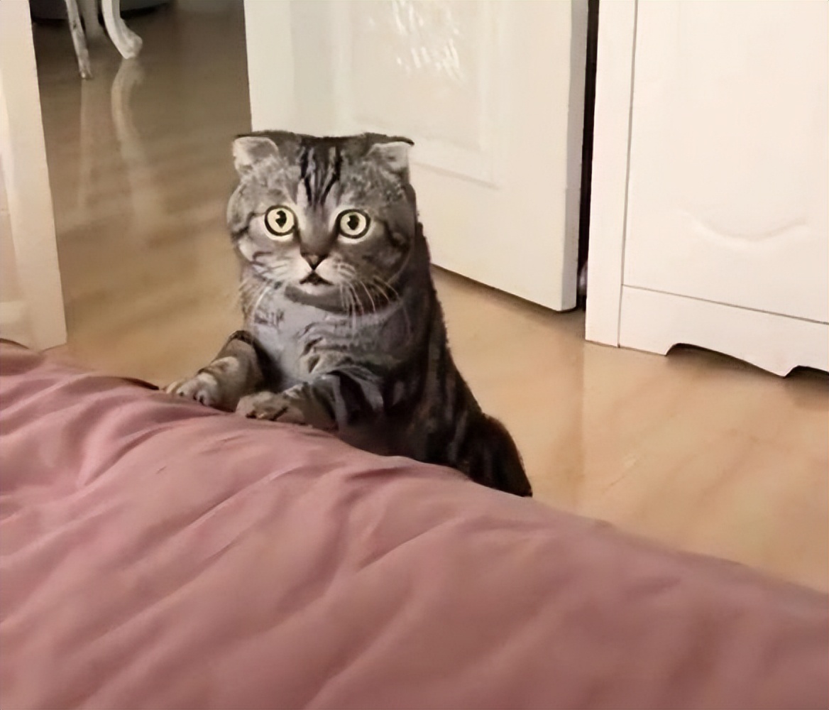 Why are cats the most clingy in the morning?Not just hungry, but for