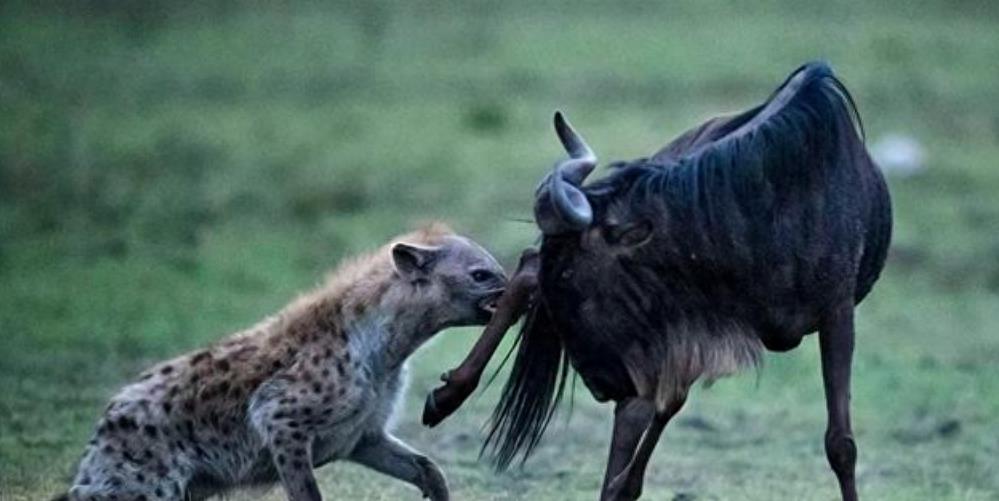 Why do spotted hyenas like to dig their anuses? Why do animals that