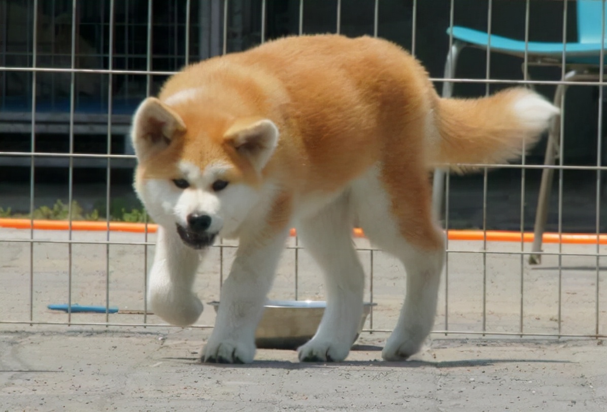 In the eyes of Akita Inu, these behaviors are "provocative". It is