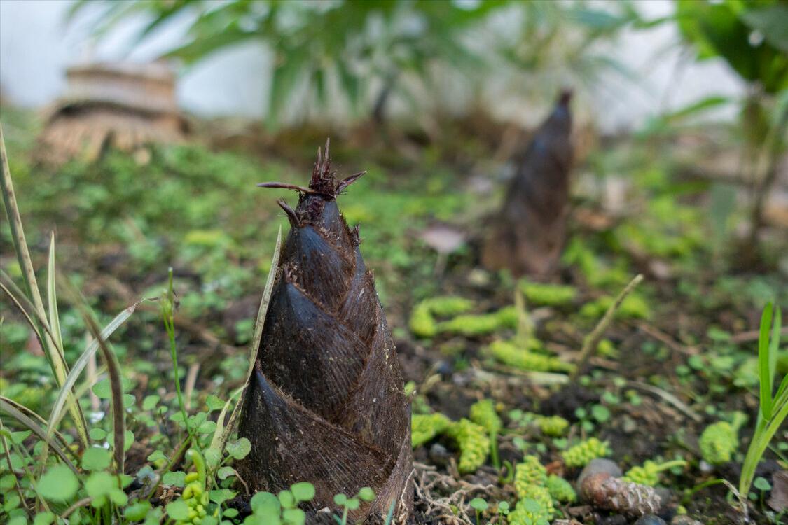 What's the difference between directly frying bamboo shoots or