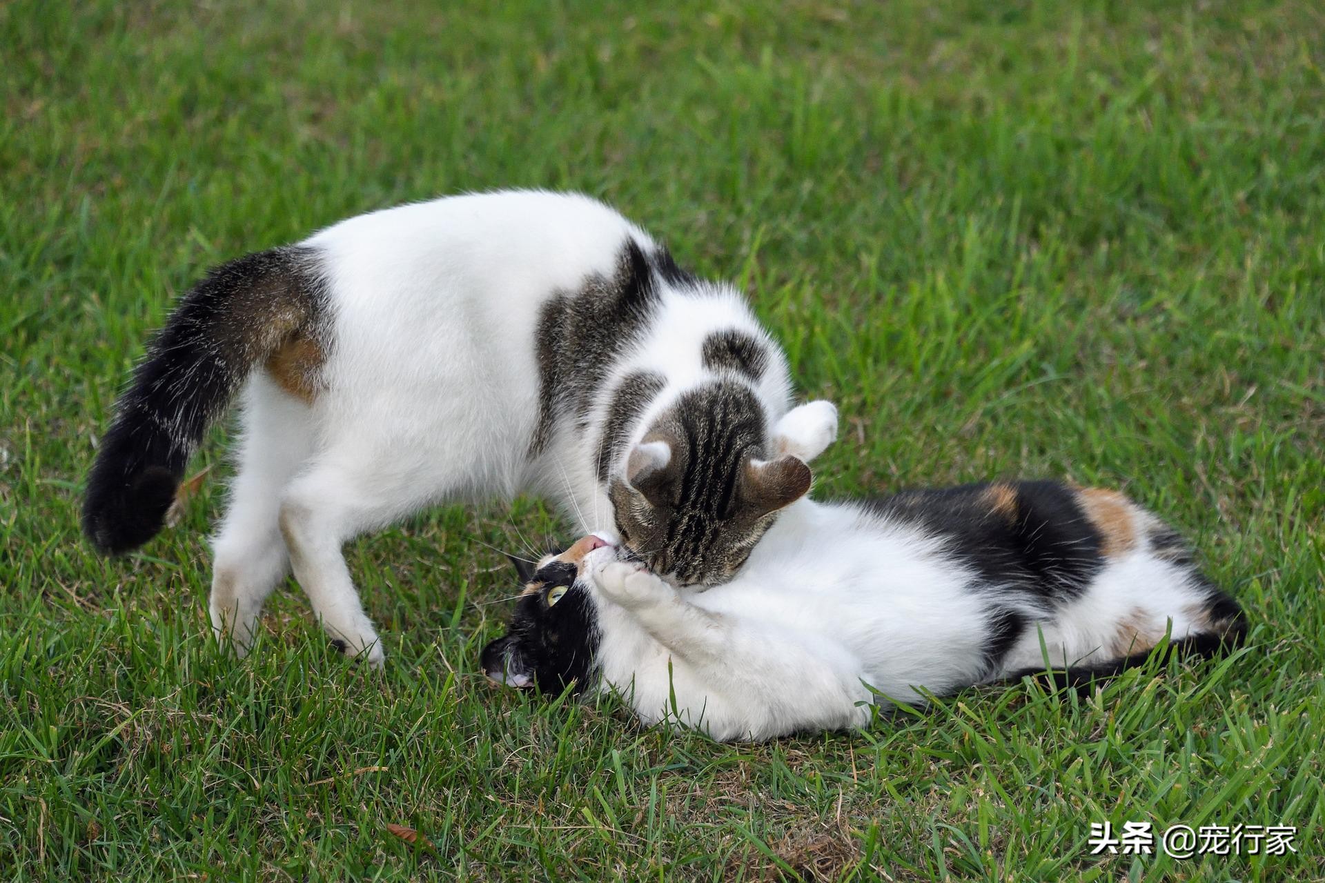 Do younger cats respect older cats?In the cat world, is it also respectful and orderly? iNEWS