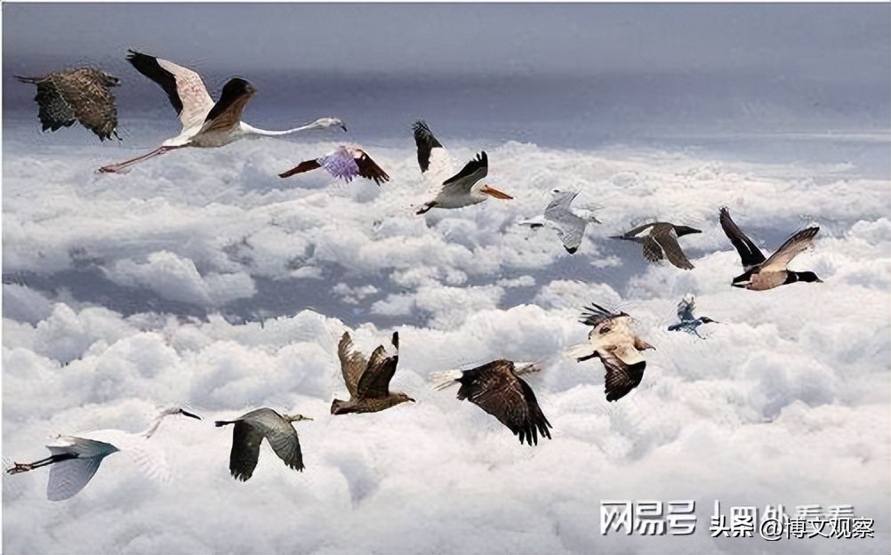 How do birds migrate to determine the direction of the route - iNEWS