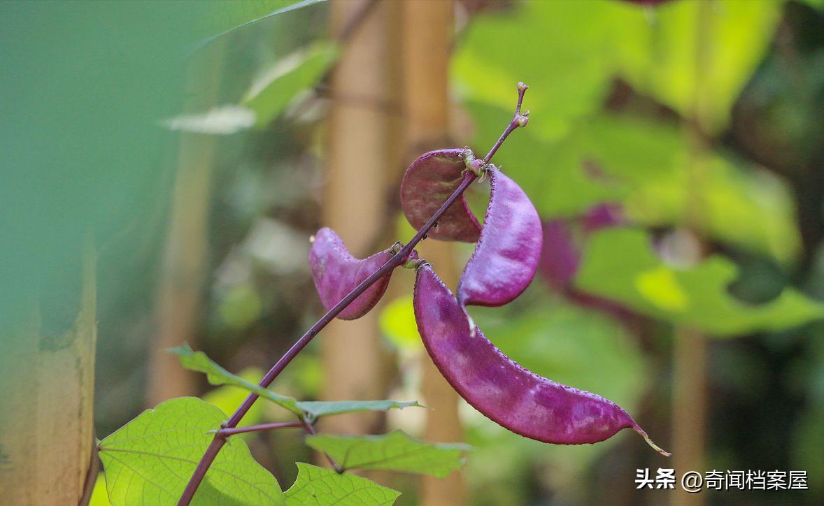 The big role of edamame, a brief analysis of the impact of legumes on