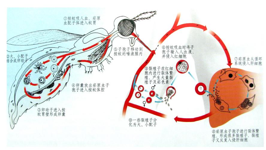 Professor Huang Jianrong Advances In The Diagnosis And Treatment Of