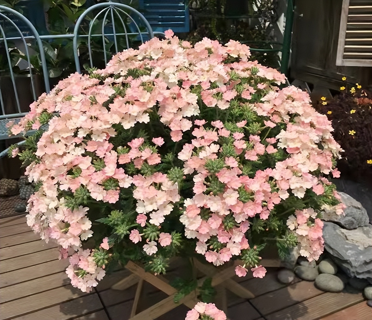 9 kinds of spicy flowers that "don't die in the sun", under the hot sun