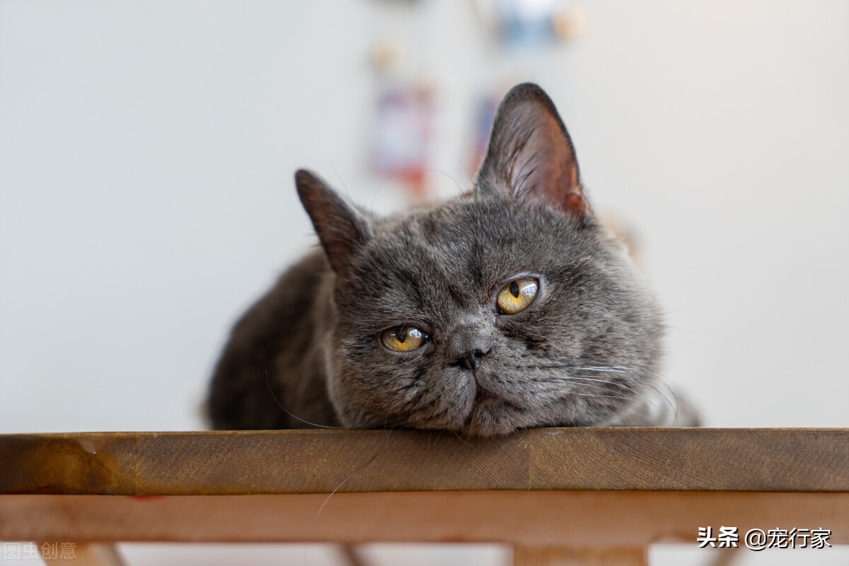 How important is it for cats to eat meat?Even if you have accepted cat