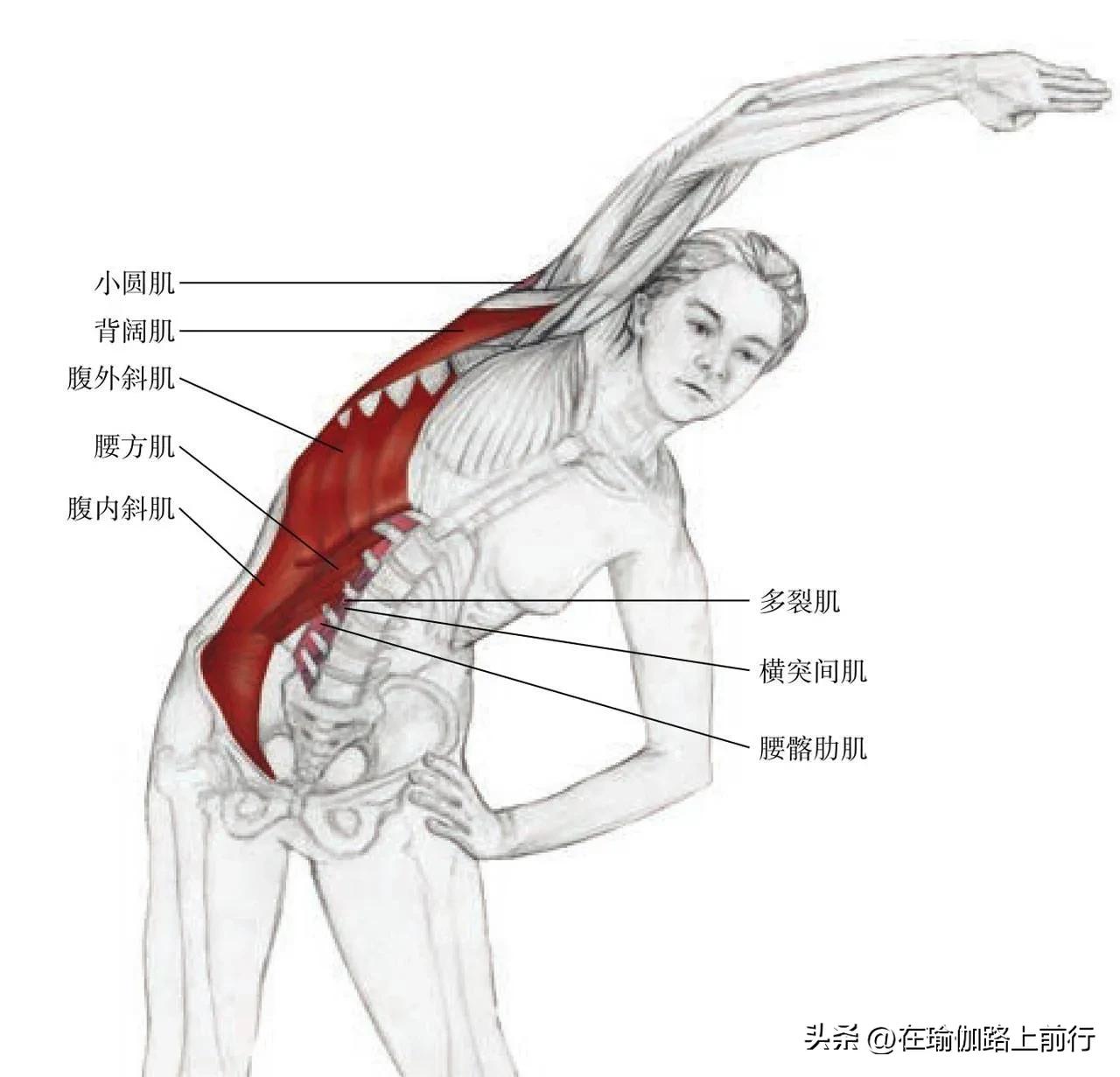 Stretch - ribs - iNEWS