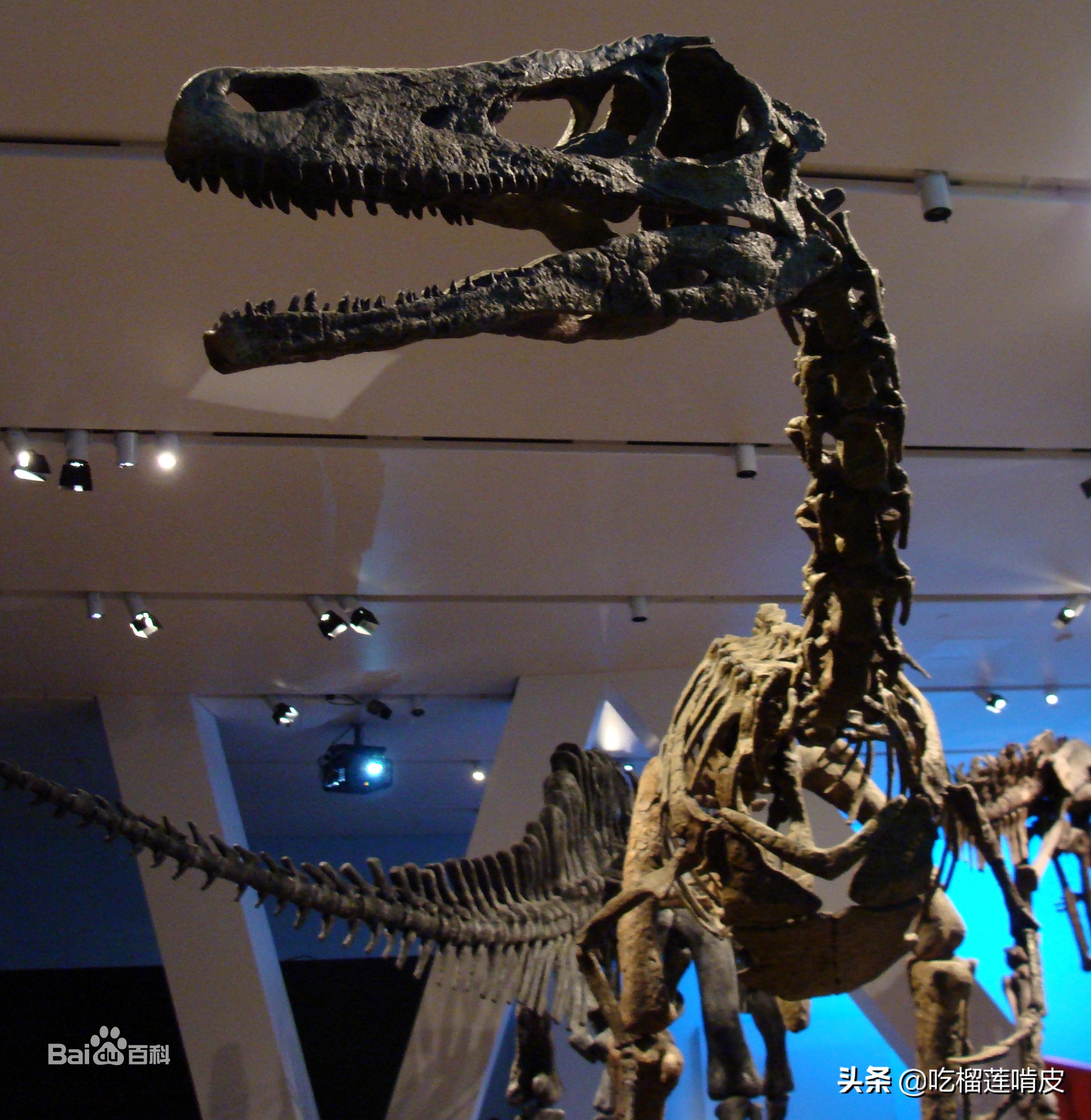 Chinese name Southern Raptor Latin name Austroraptor - iNEWS