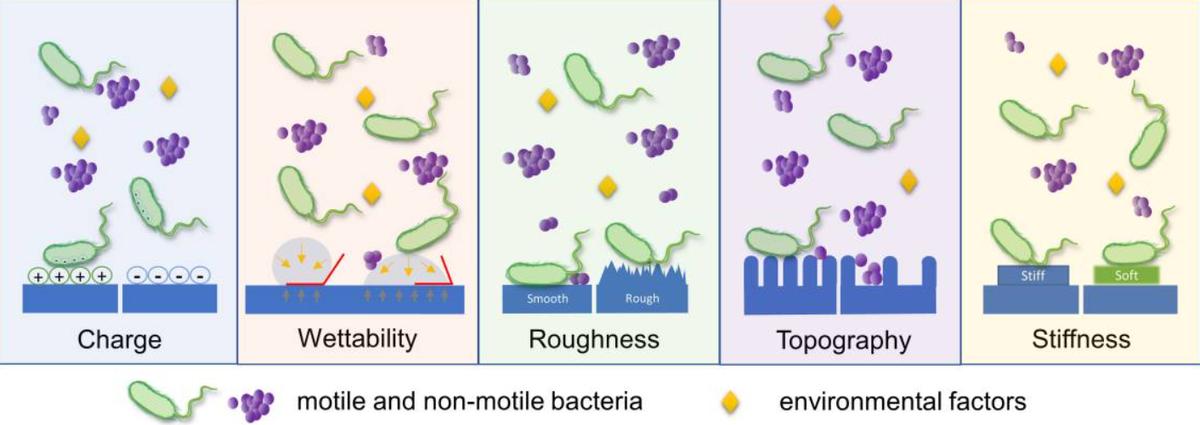 Studying the role of Streptococcus mutans in adhesion to positively ...