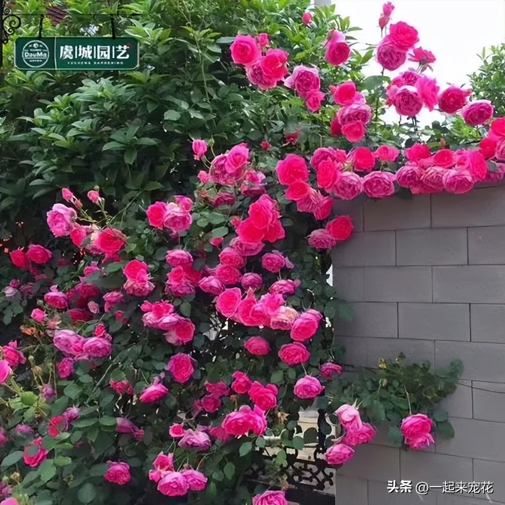 Share a rose flower that loves to bloom. It is hard to grow and has