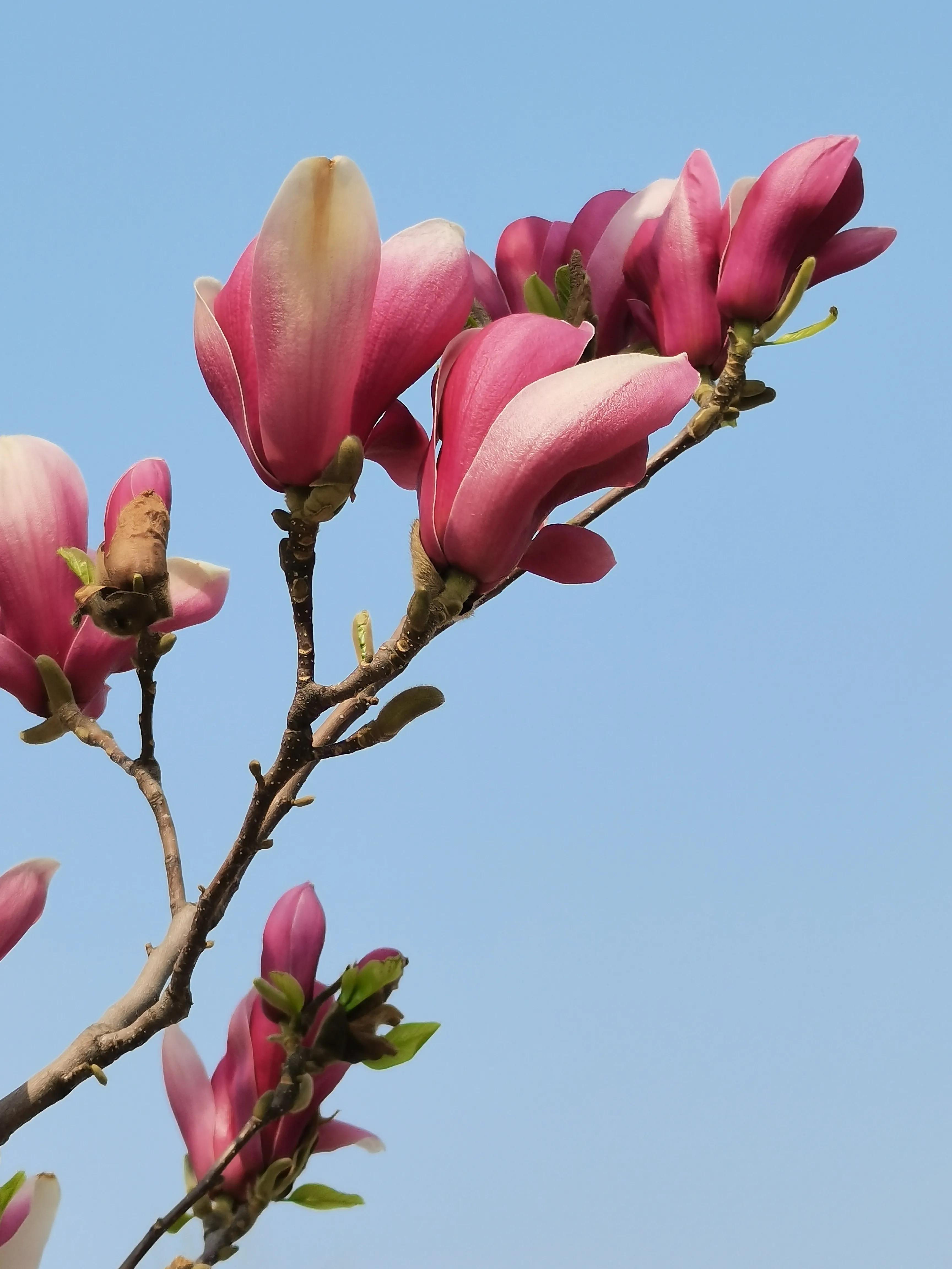 Magnolia blooming season meets spring iNEWS