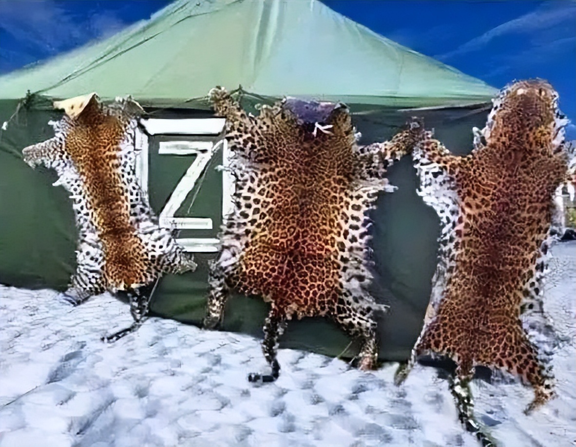 Laughed to death: The leopard just wanted to show off its power, but it ...