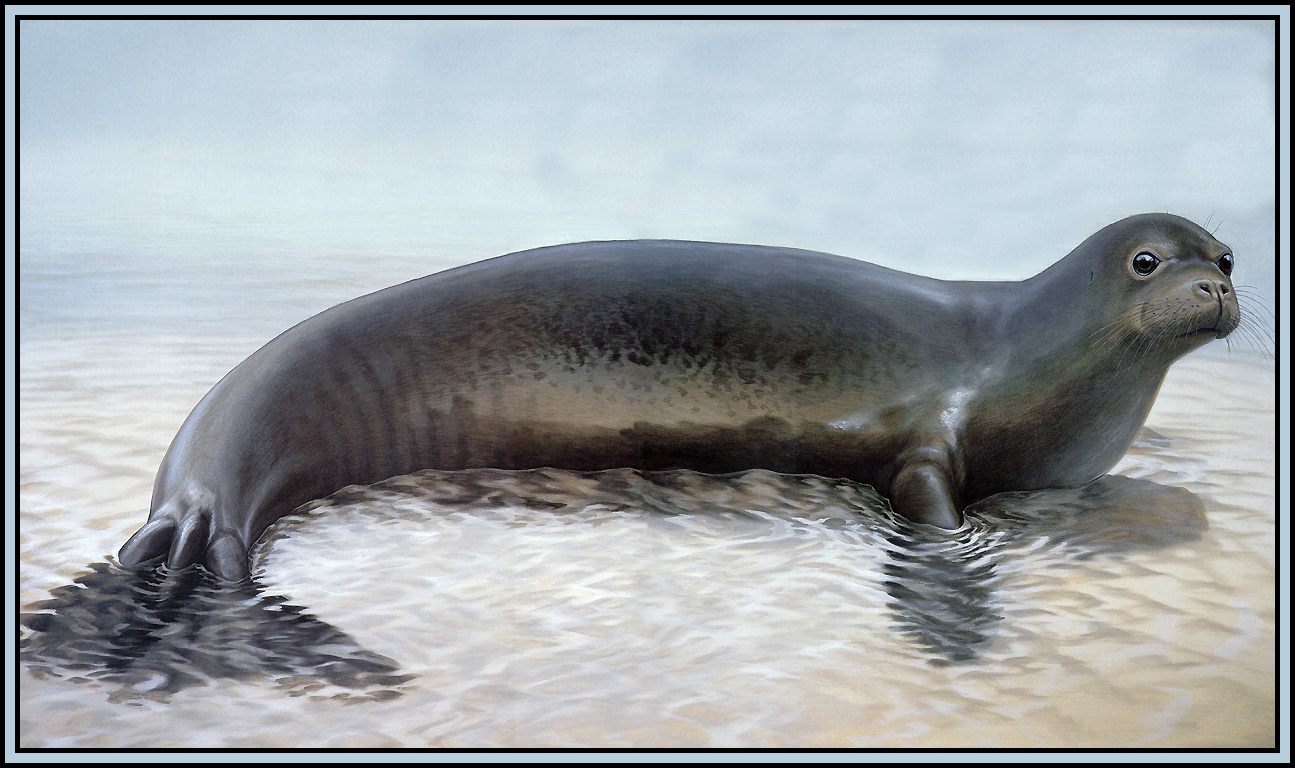 食肉動物誰稱王?鰭足生物也瘋狂,海狗、海獅、海豹、海象的秘密 - 資訊咖