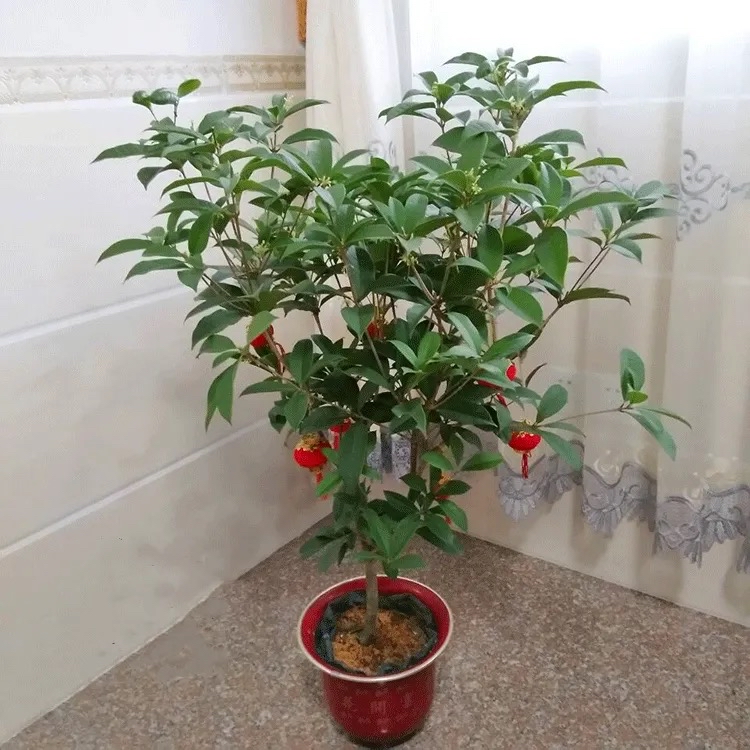 To grow sweet-scented osmanthus on the balcony, just use 3 tricks. - iNEWS