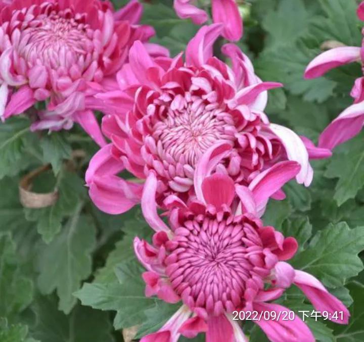 chrysanthemum iNEWS