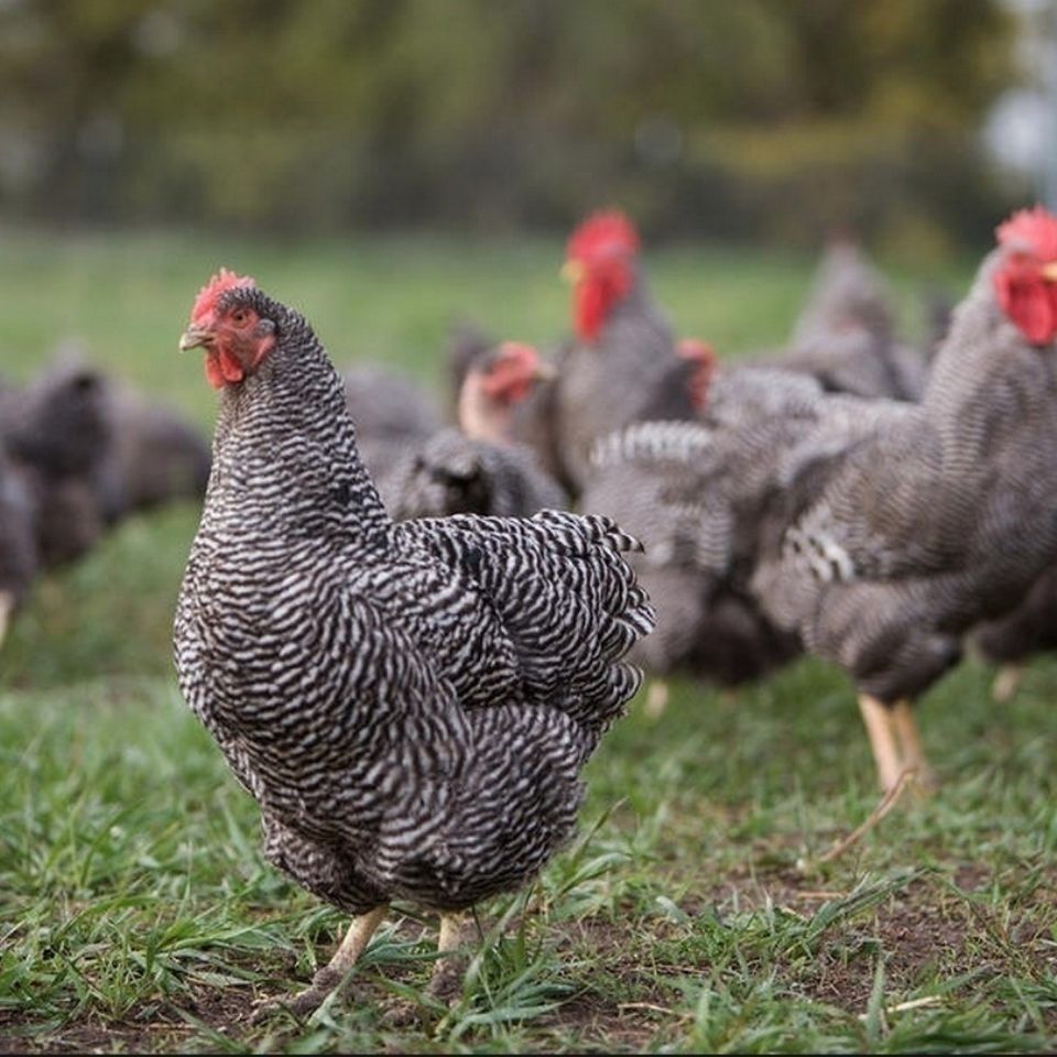 Luhua chicken is a chicken breed with both eggs and meat. - iMedia