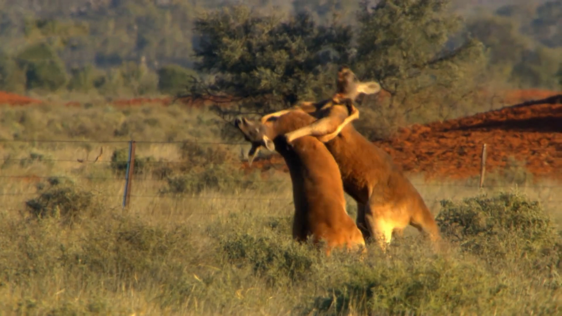 How to protect yourself from a kangaroo attack in Australia? iNEWS