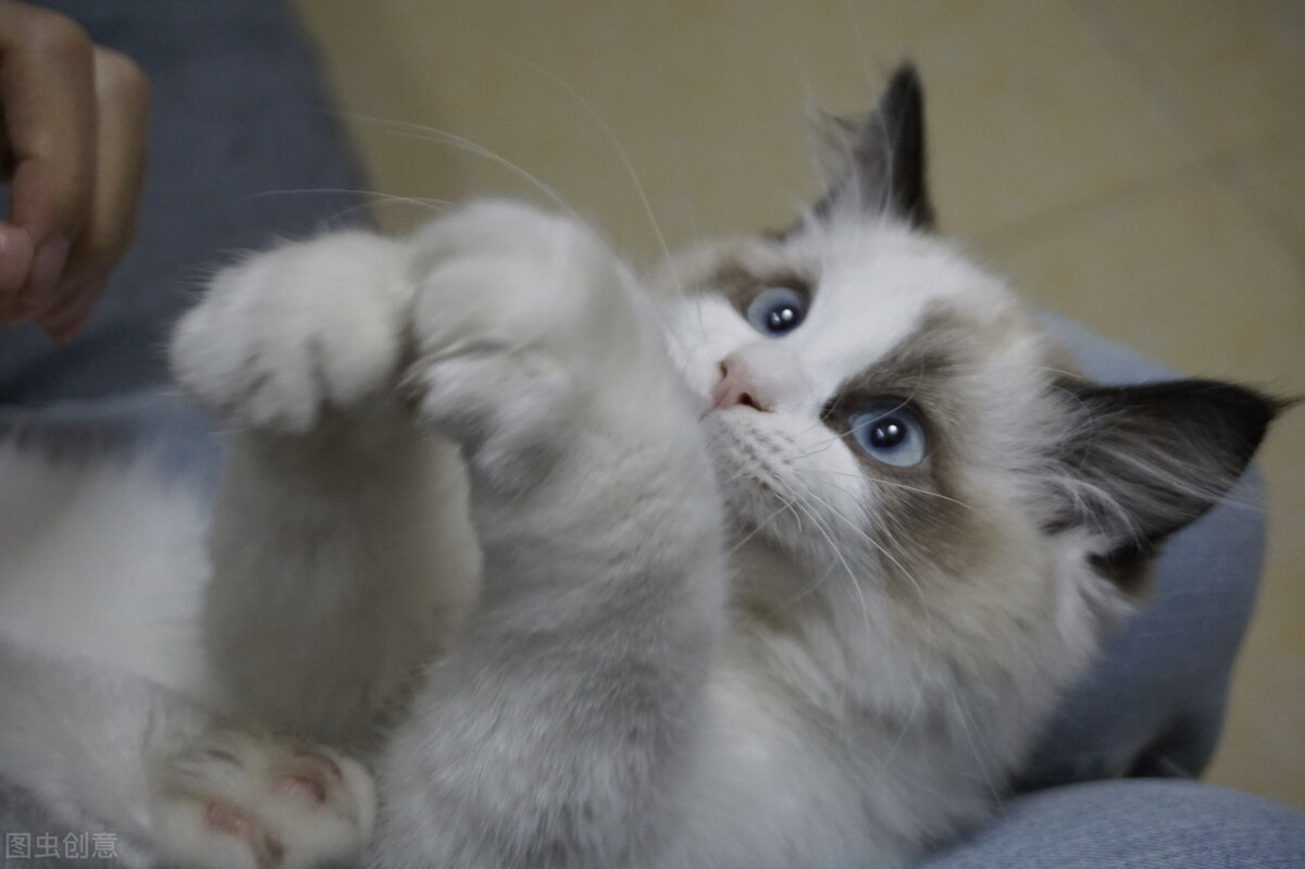 Why are more and more people keeping cats? iNEWS