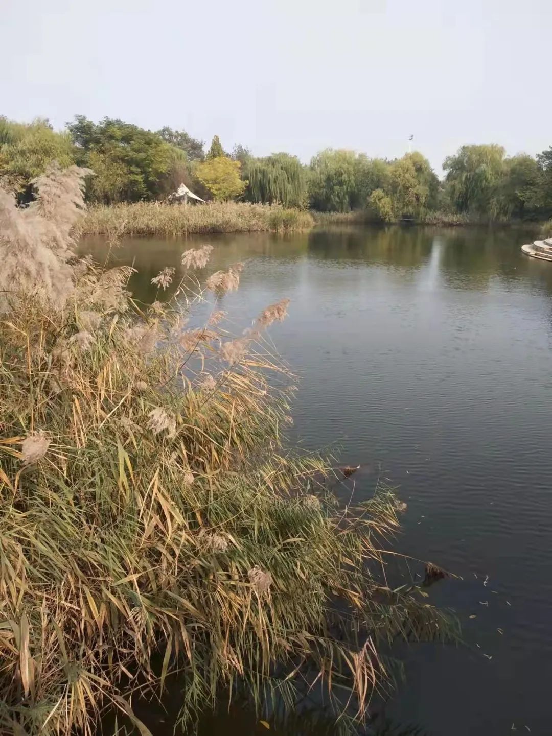 The cold water of a lake chases the ripples, and thousands of reeds ...