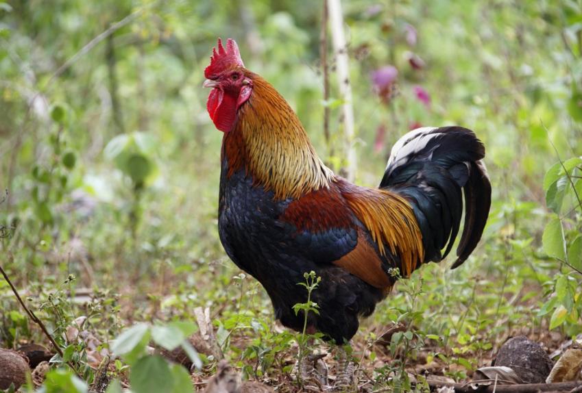 Astragalus polysaccharide, which 5 kinds of chicken diseases are most