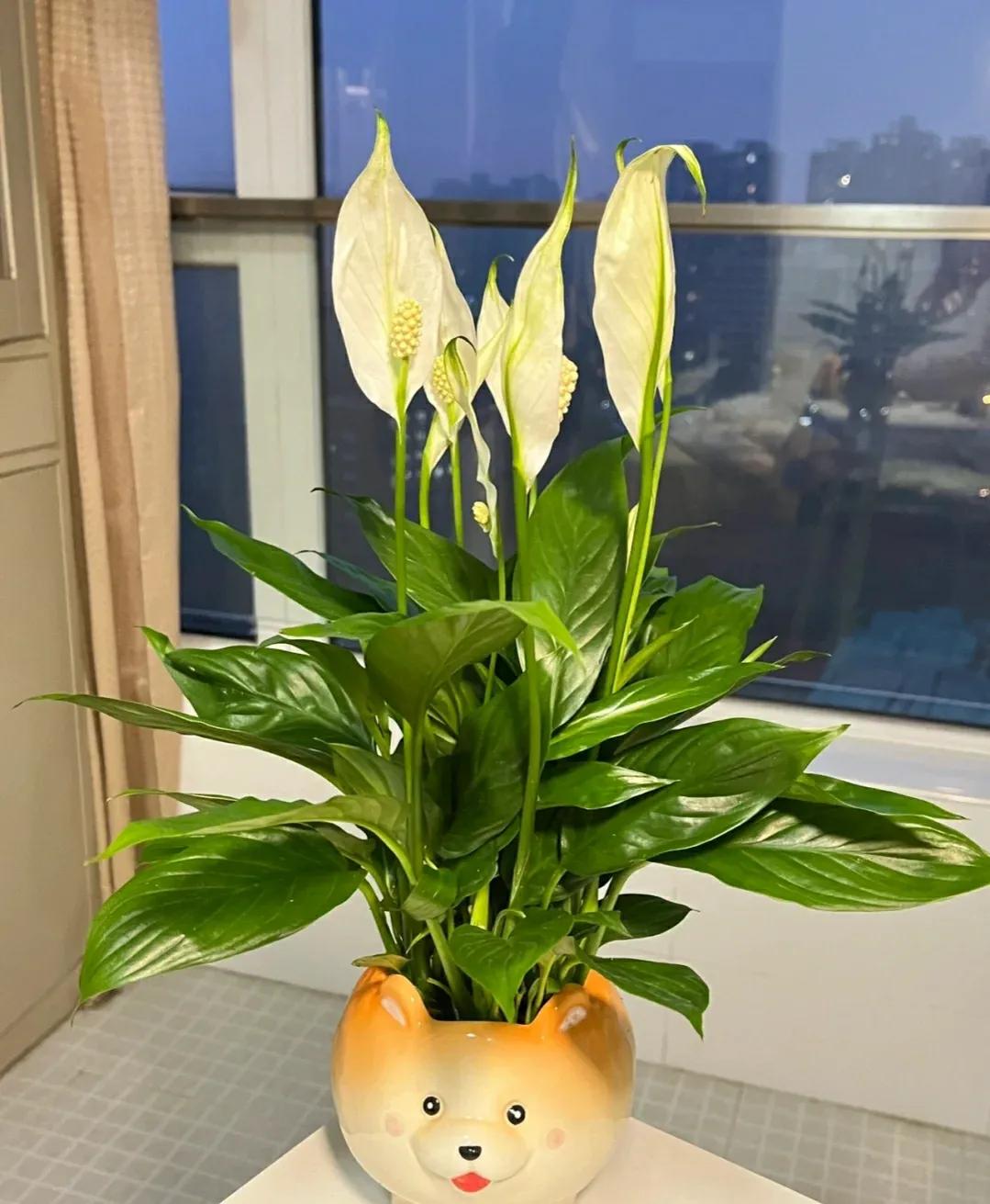 these-4-kinds-of-flowers-are-grown-in-the-living-room-they-are