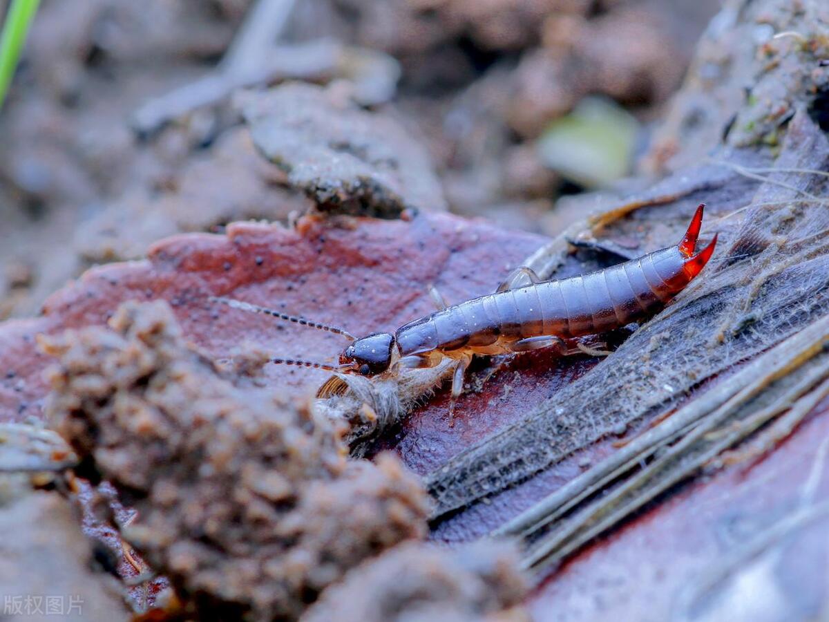 Why are there suddenly so many earwigs in the house? Causes of Earwigs