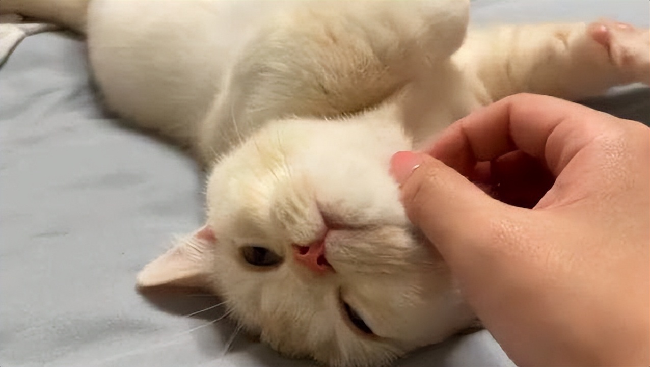 Do adult cats stop milking? iNEWS