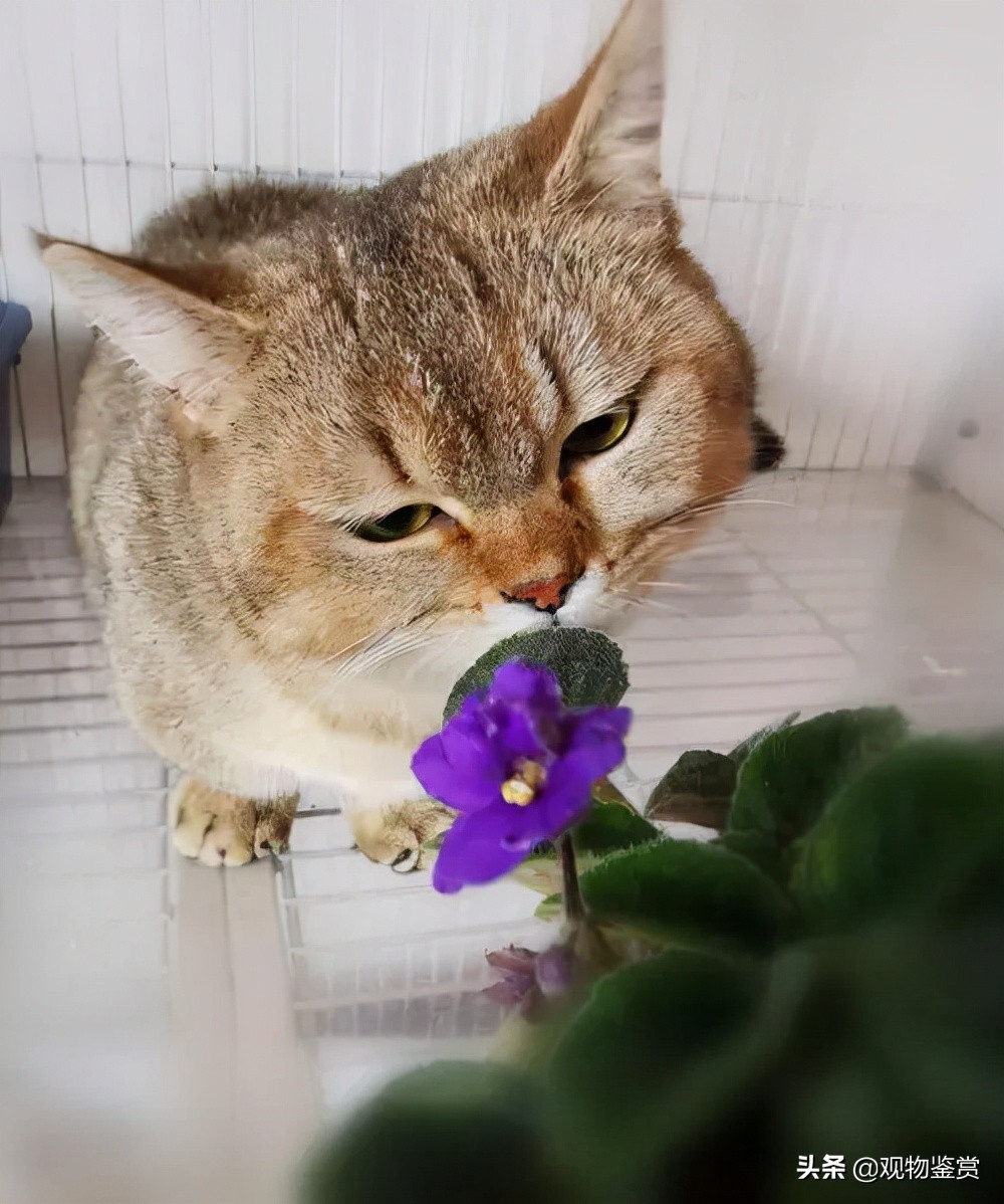 What kind of cat is Uncle Cat and why?Uncle Cat in Feng Zikai's Novels