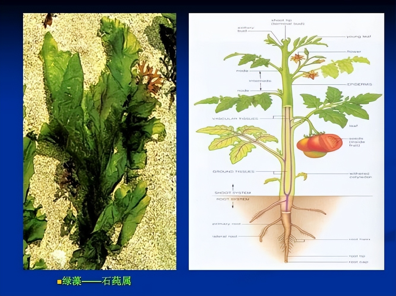 Understand the developmental processes of early diverging plant model ...