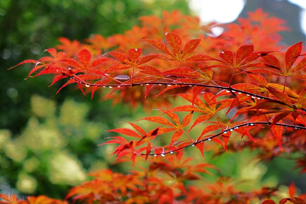 形容秋天的雨句子唯美