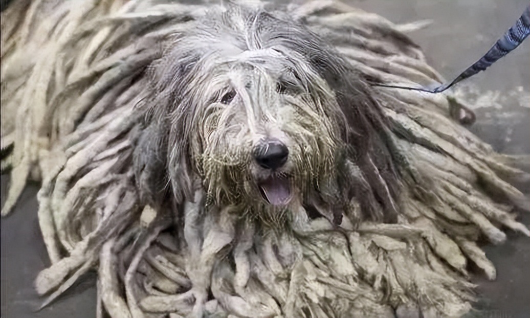 Image showcasing Dog 
