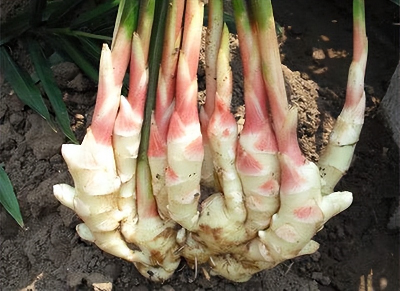 Is ginger poisonous after sprouting?The doctor reminds these 4 kinds