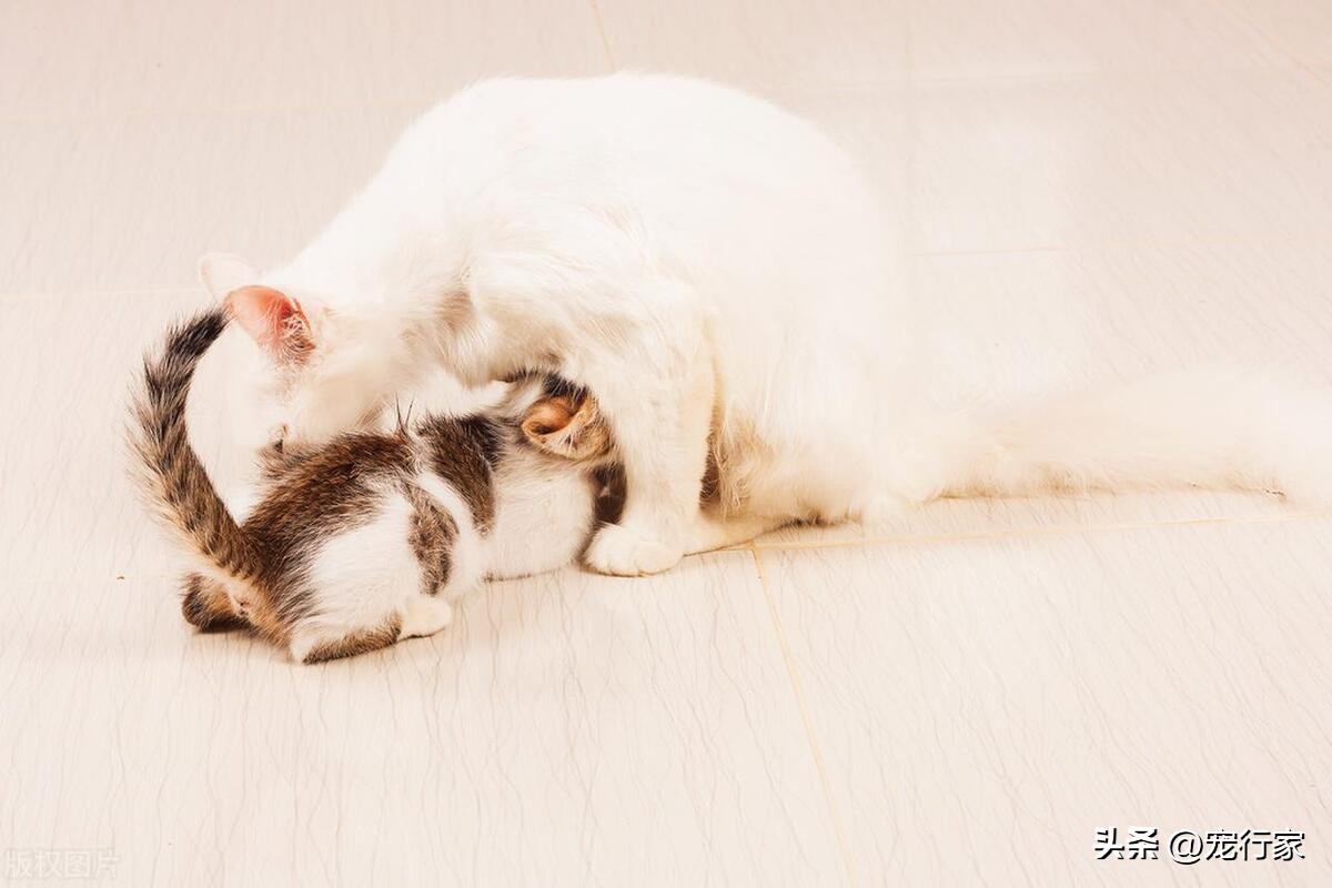 Why do some cats have good personalities and some cats have bad personalities? The experience of