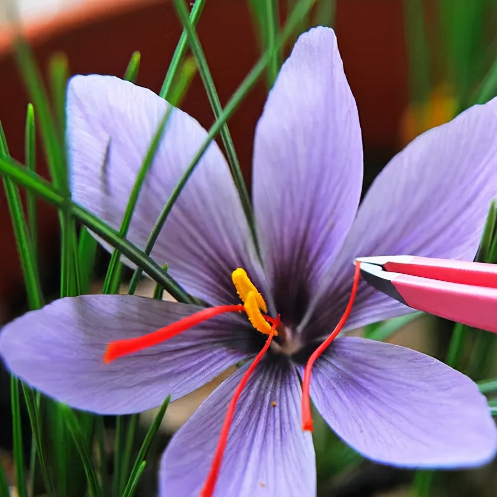 6 kinds of "women's flowers" can eat and smell good iNEWS