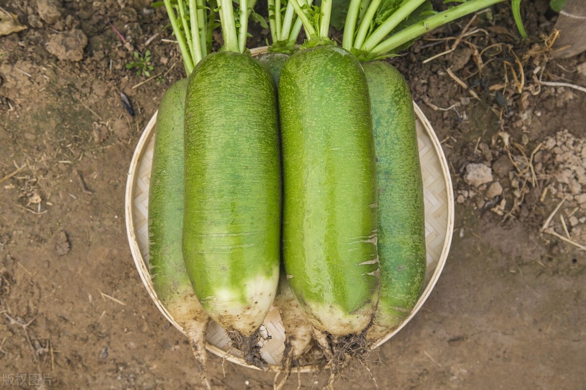 As the old saying goes, "eat radishes in winter", how to distinguish