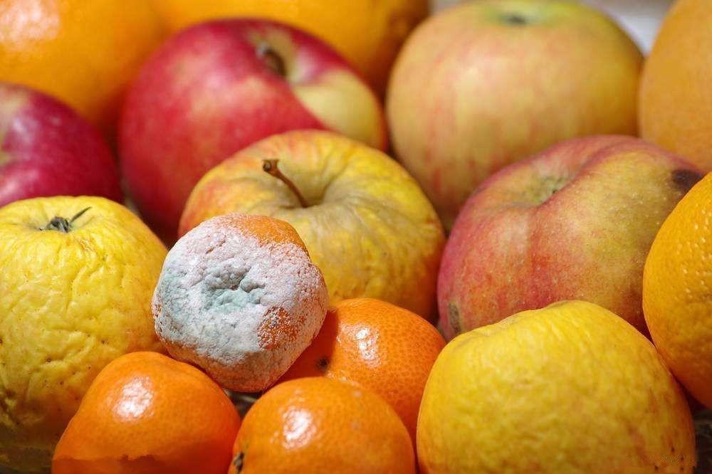 What happens if a person eats moldy food? Cut off the moldy part and