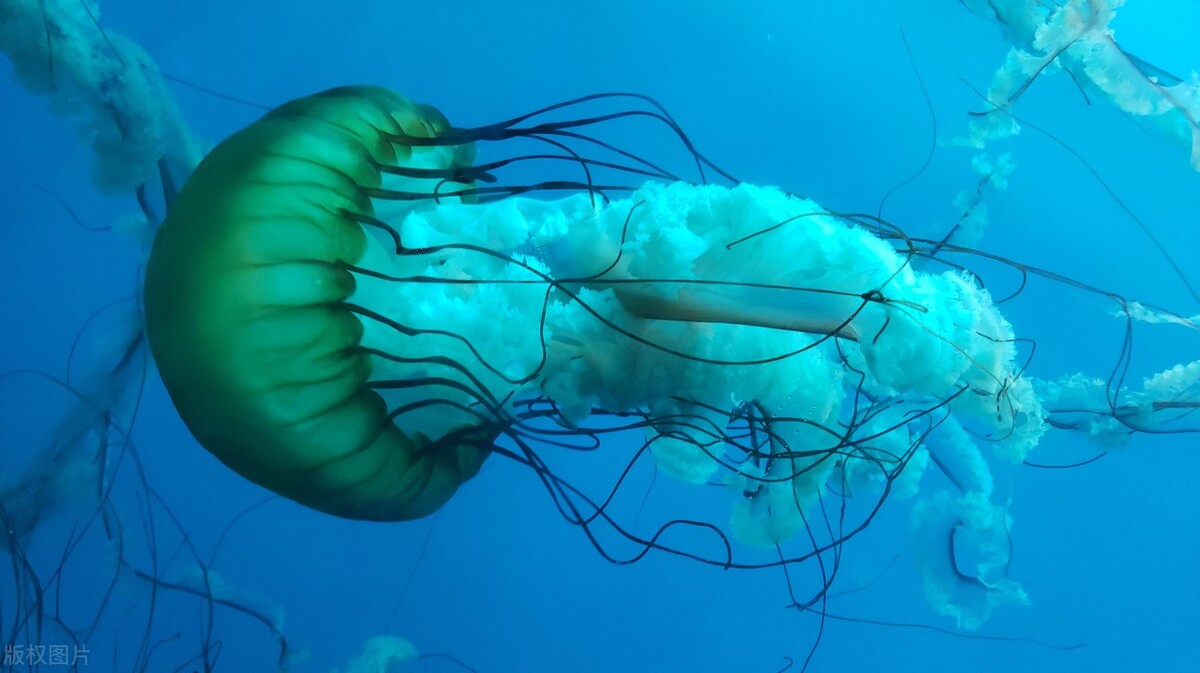 Why do aquatic animals have a similar fishy smell? iMedia