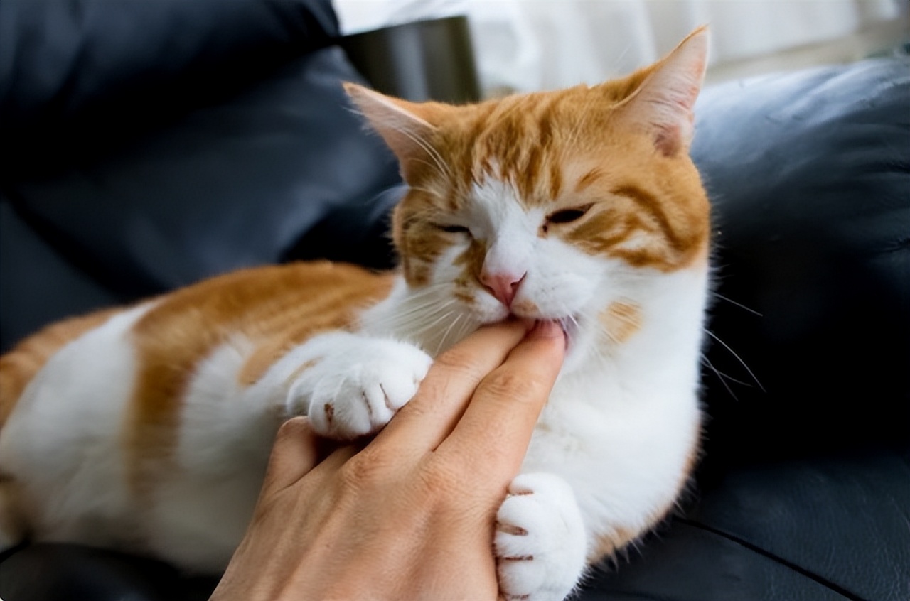 Cats "nibble" you, not play with you, many people misunderstand iNEWS