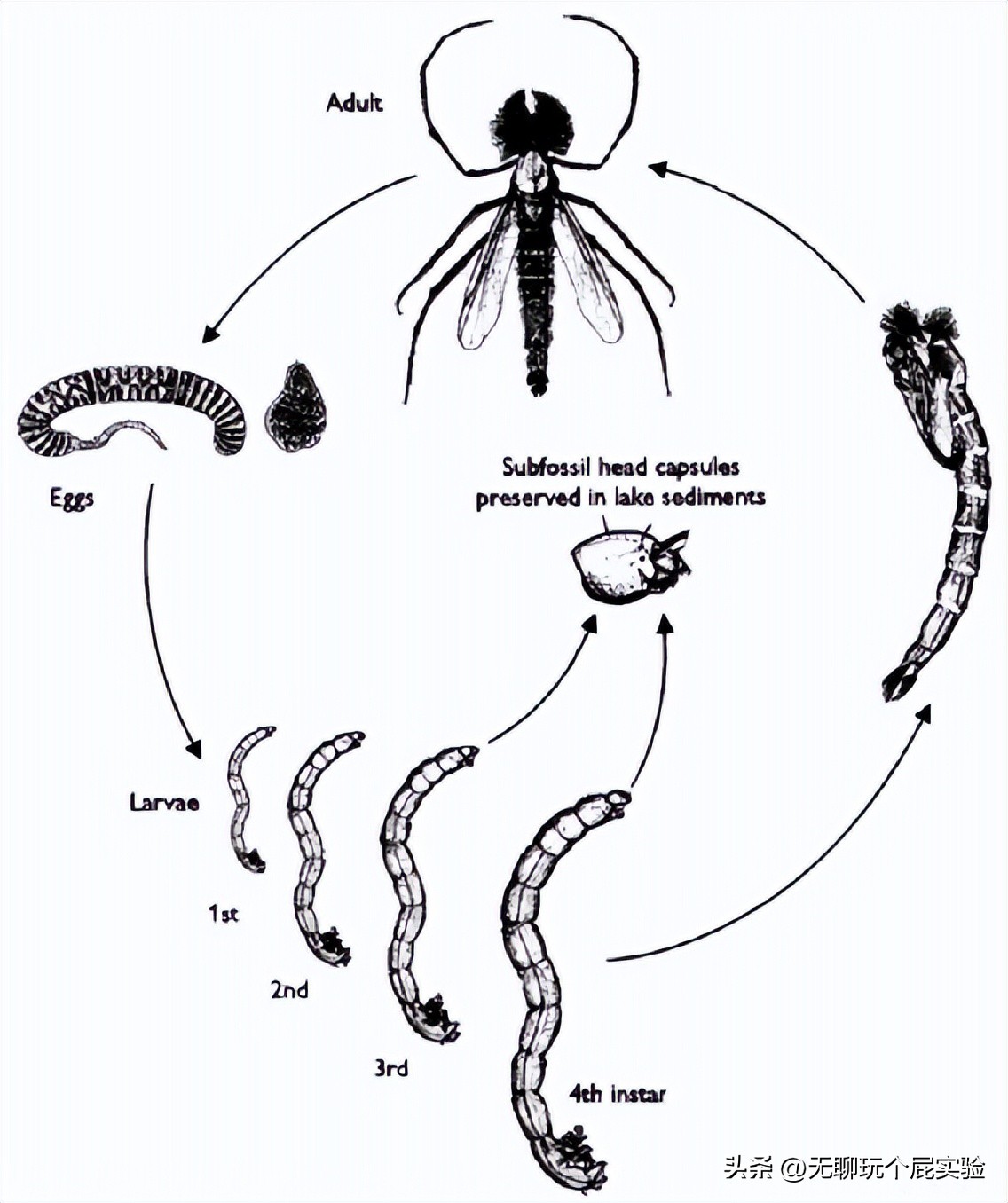 About the life cycle of red worms - iNEWS