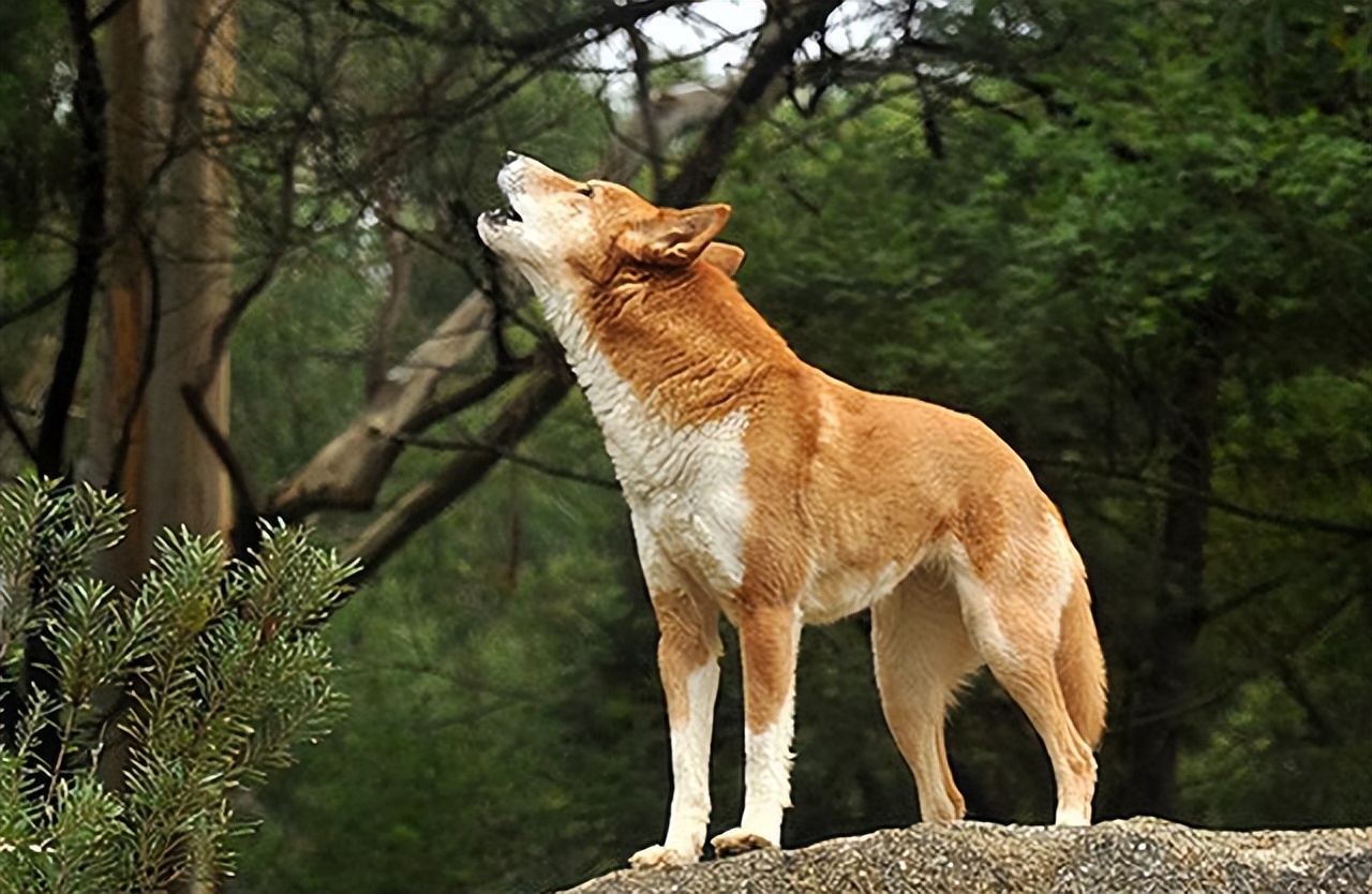 Why is the dog suddenly barking into the air?Can dogs really see? iMedia