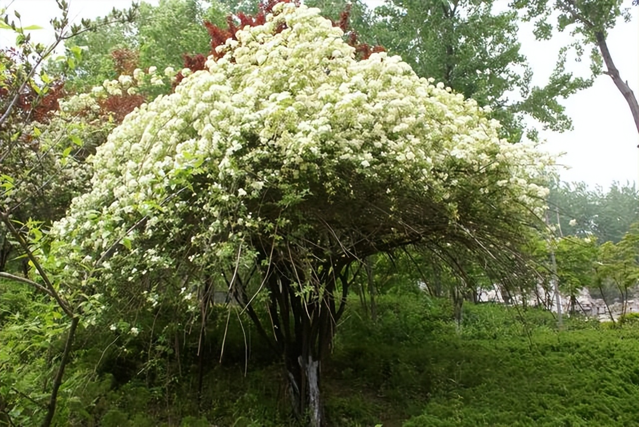 Plant this "one kind" of flowers in a small yard at home, the garden is