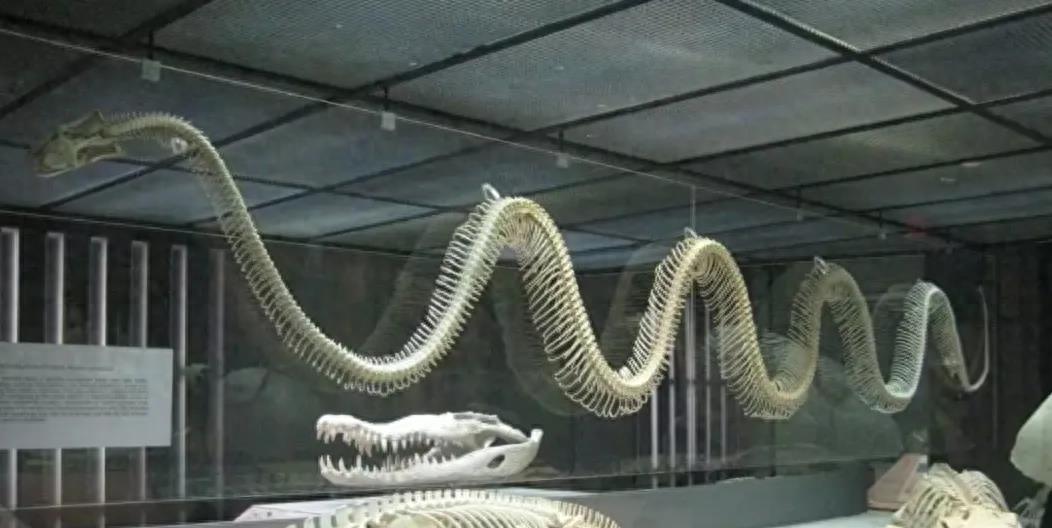 "The Rebirth of the Python: Exploring the Mysterious Journey of the ...