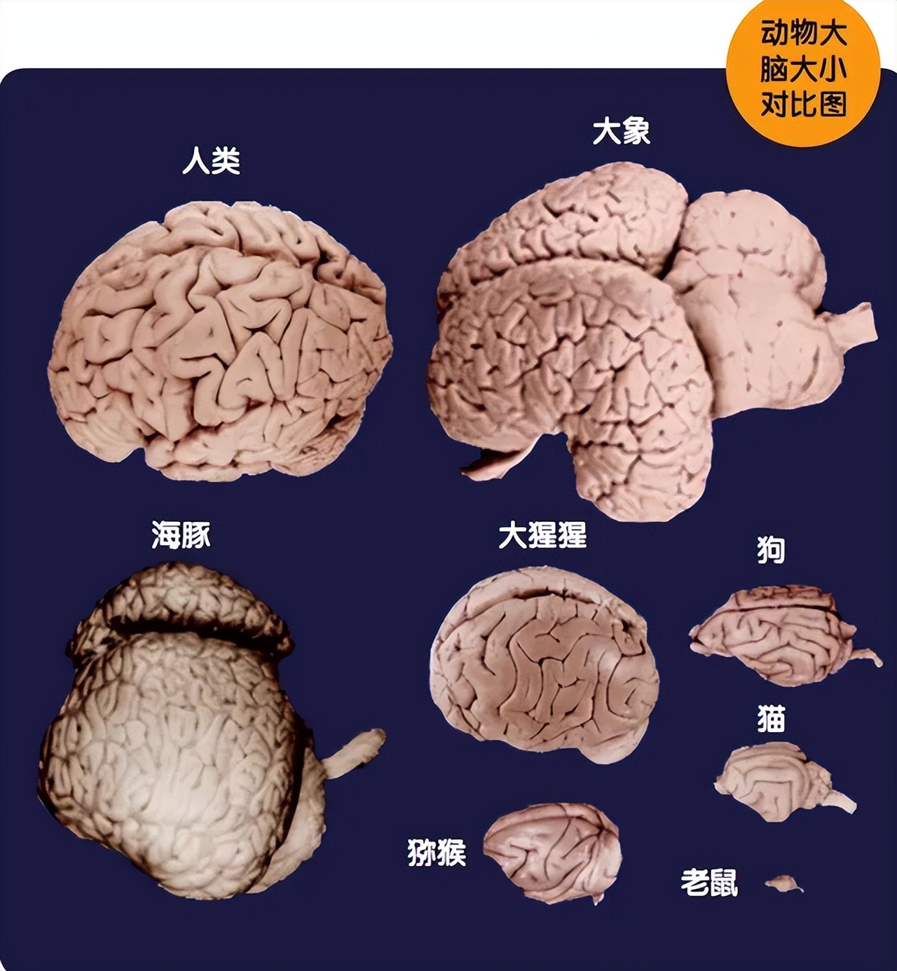 動物的智商相當於人類幾歲孩子的智商」，這個說法真的靠譜嗎？ - 頭條匯