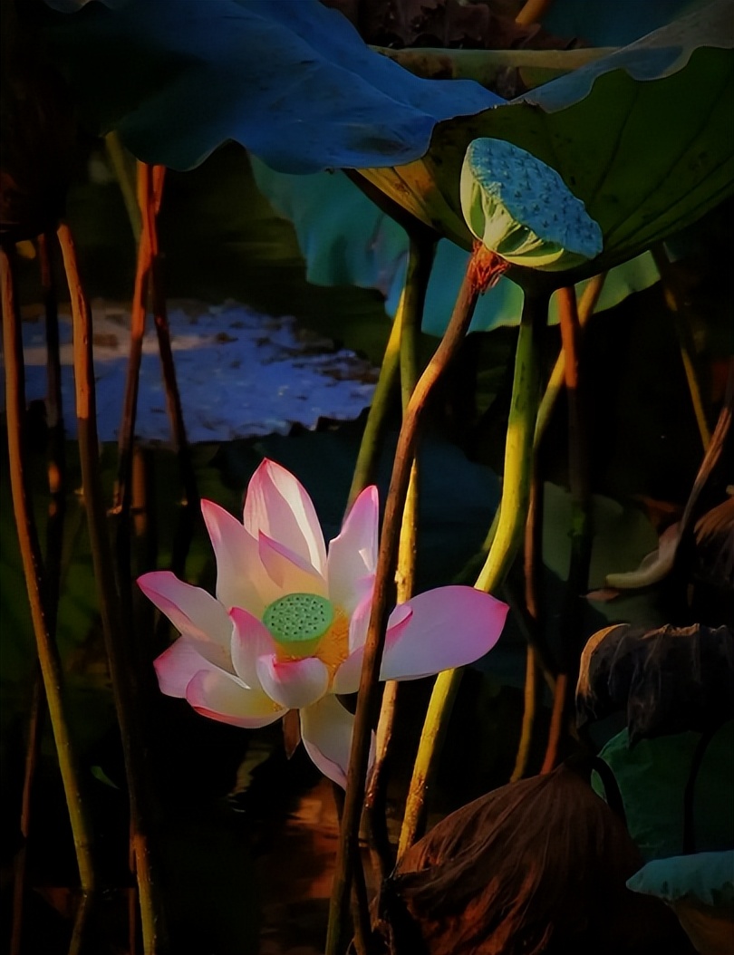 The wind sends the autumn lotus full of fragrance, and the autumn lotus ...