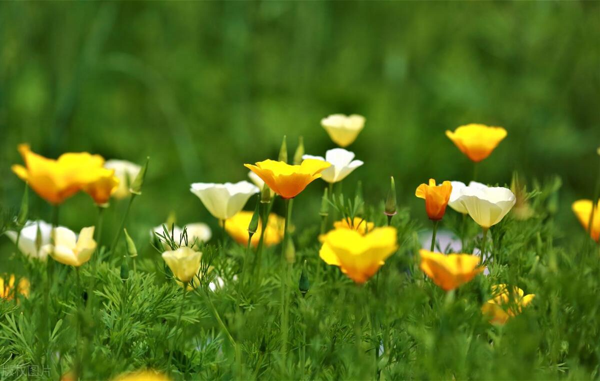 These flowers are easy to grow, bloom quickly, and are suitable for