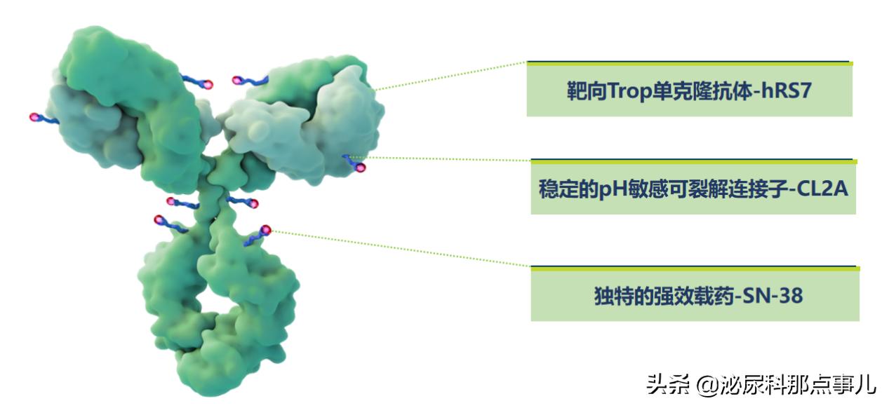 The therapeutic mechanism of Trop-2-targeted antitumor drugs in ...