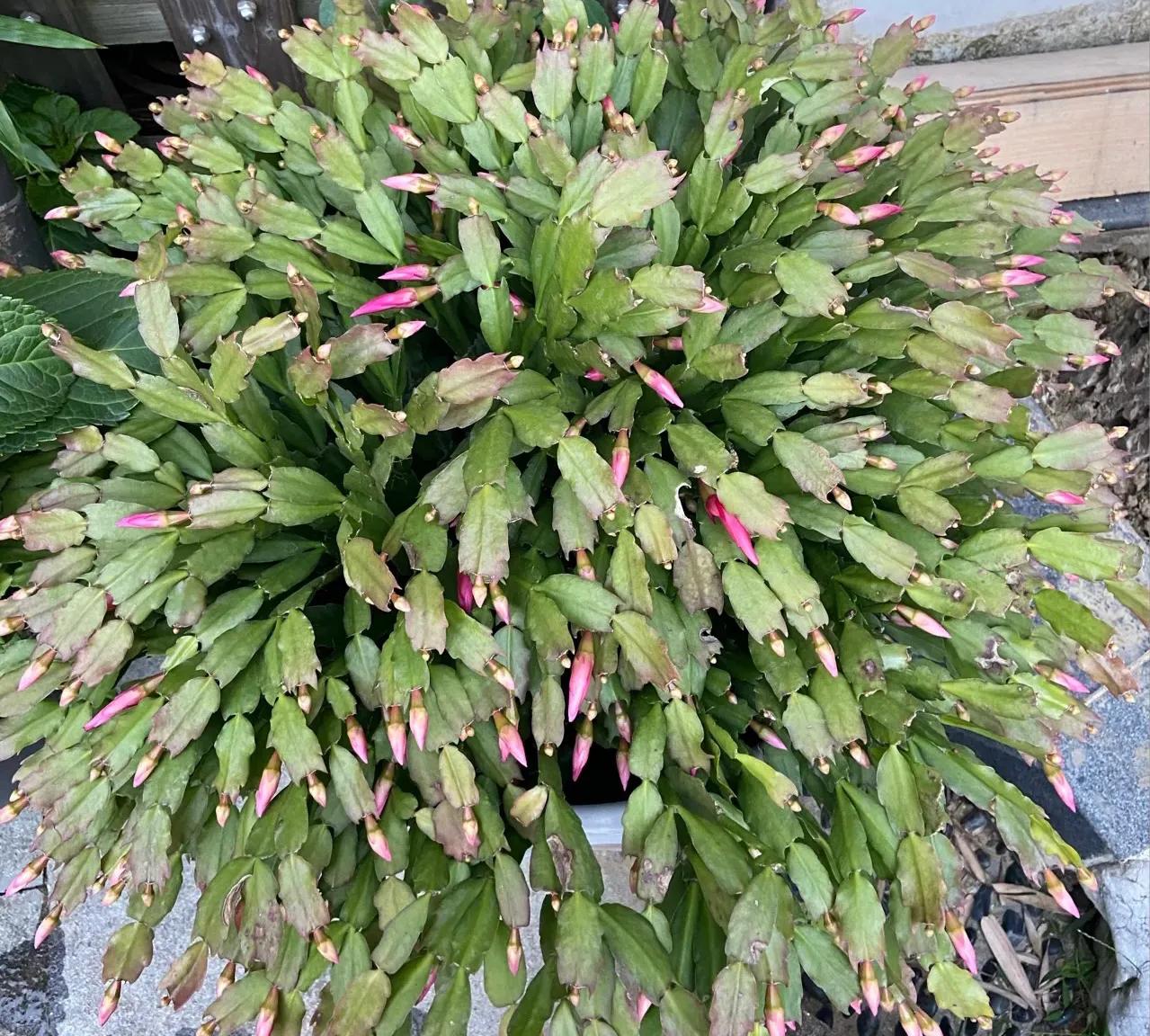 In April, the crab claw orchid is "too hungry", and the three kinds of